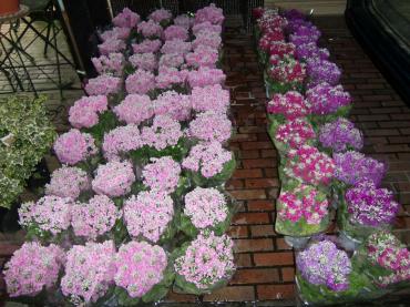 祝成人式 板橋区 花屋ブログ 東京都板橋区の花屋 花かずにフラワーギフトはお任せください 当店は 安心と信頼の花キューピット加盟店です 花キューピットタウン