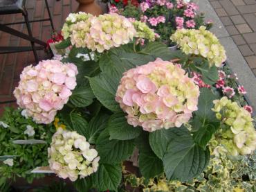 本日おすすめの鉢物たち 板橋区 花屋ブログ 東京都板橋区の花屋 花かずにフラワーギフトはお任せください 当店は 安心と信頼の花キューピット加盟店です 花キューピットタウン