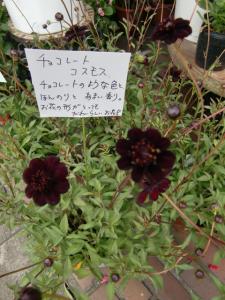 cimg6586