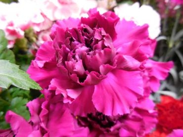 dscn0420