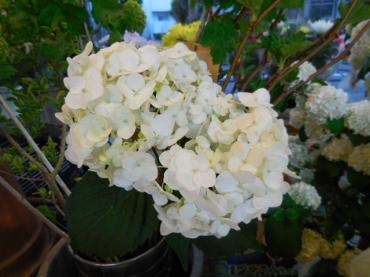 dscn0621