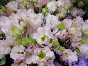 dscn06881