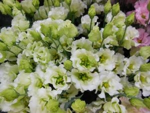 dscn06891