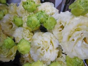 dscn069211