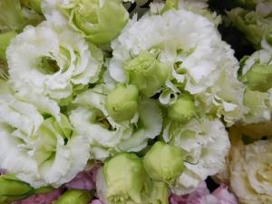 dscn06931