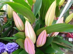 dscn06951