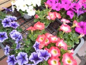 dscn07061