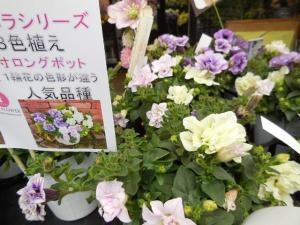 dscn07071