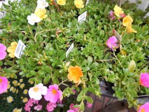 dscn07091