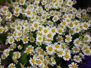 dscn0729