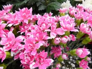 dscn0730